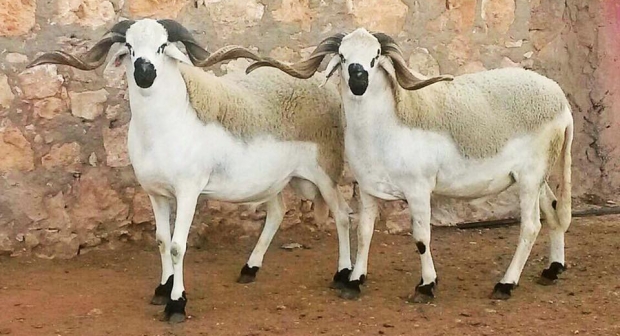 الإعلان فلكيا عن موعد عيد الأضحى 2020