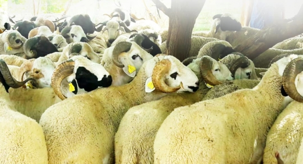 عيد الأضحى .. تدابير وقائية إضافية في سياق جائحة كوفيد- 19