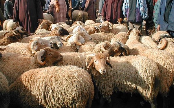 أخنوش: كل الأسواق مفتوحة لبيع “أضحية العيد” ونقل المواشي بين المدن لا يطرح أي مشكل