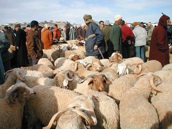 الداخلية تحدد إجراءات خاصة بالجزارين لتنظيم عملية ذبح الأضاحي