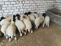 انزكان : حظيرة لتربية المواشي تهدد صحة ساكنة بلوك 5 بقصبة الطاهر‎ 