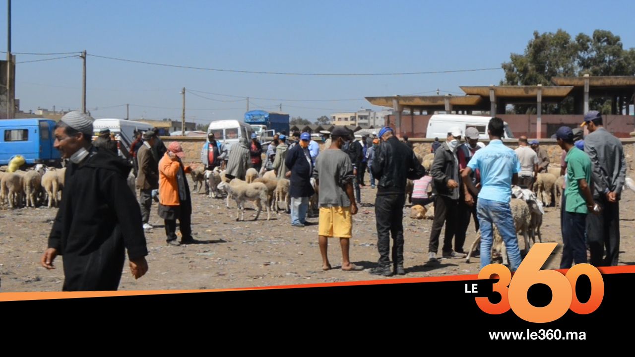 مكناس. افتتاح سوق جديد لبيع المواشي بمناسبة عيد الأضحى