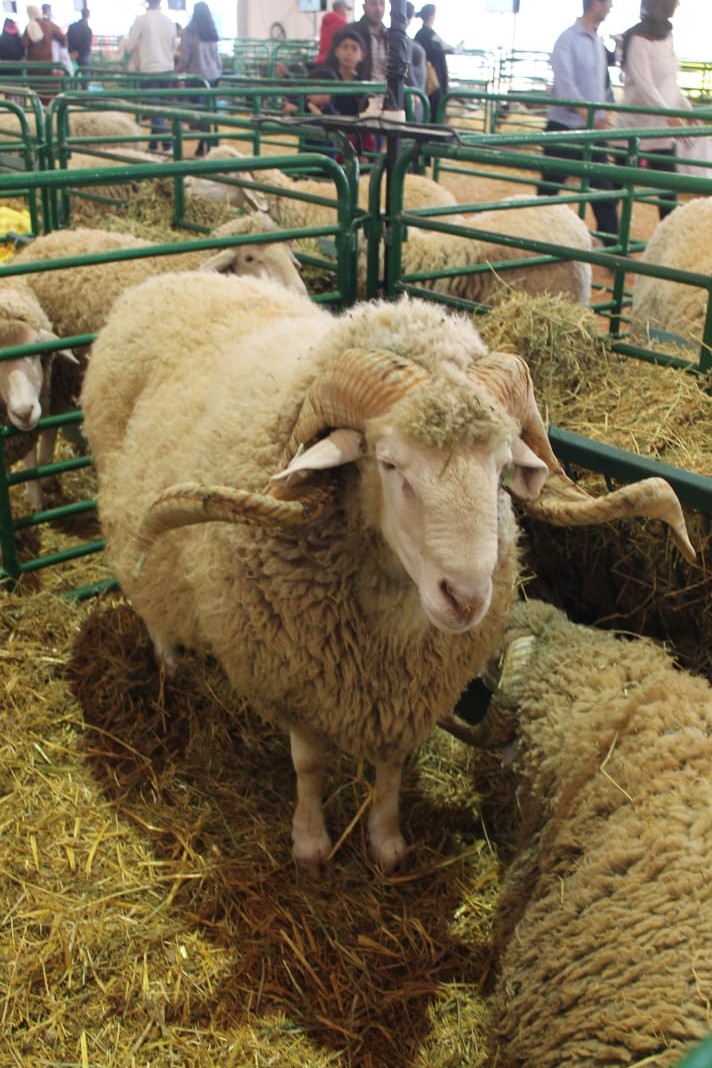 منتوج صناعي  يجب وضع حد له في عيد الاضحى =من  بيعه  للعموم الناس