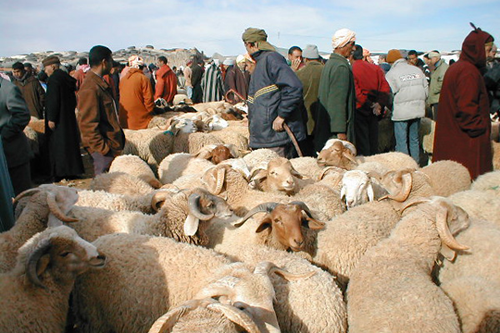 عاجل...بلاغ..إغلاق عدد من أسواق الماشية بالمملكة 