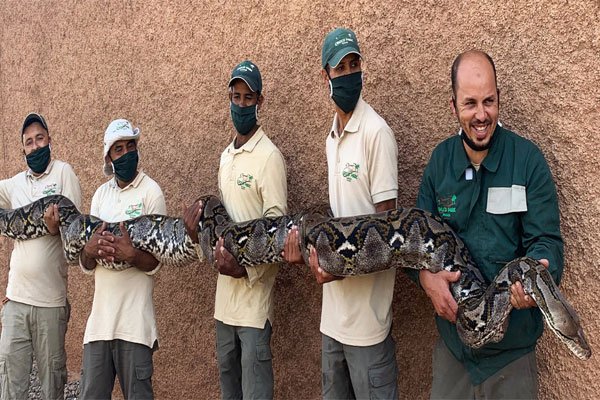 حديقة “كروكوبارك- أكادير” تعرض أكبر ثعبان في المغرب