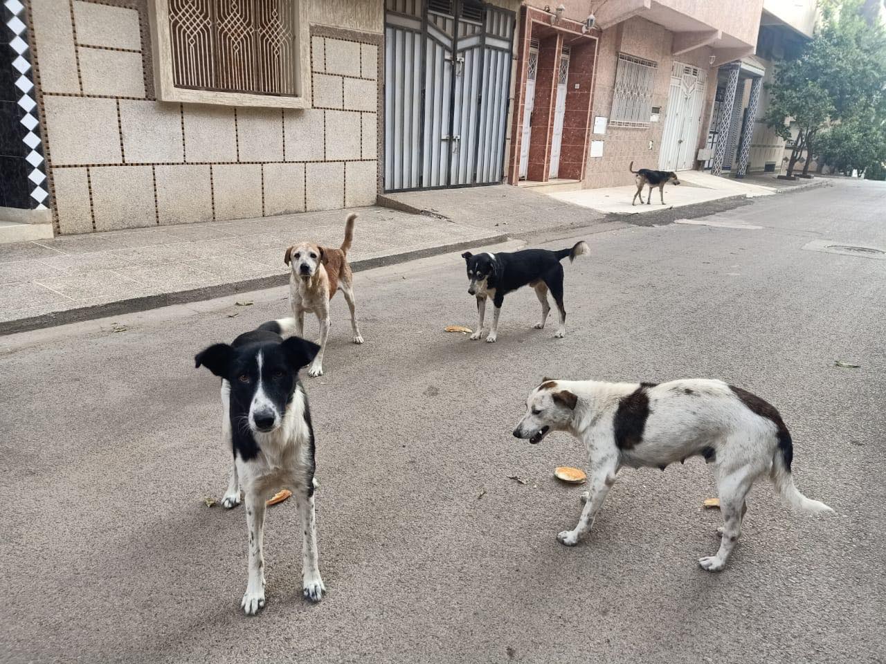 الكلاب الضالة تحتل شوارع  وأحياء مكناس بلا حسيب ولا رقيب.