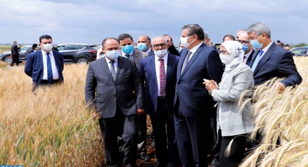 المعهد الوطني للبحث الزراعي يطور أصنافا جديدة خاصة بالحبوب