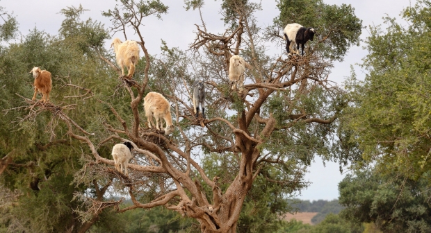 شجرة الأركان، مثال حي على المقاربة الشمولية الضرورية لتحقيق التنمية المستدامة 
