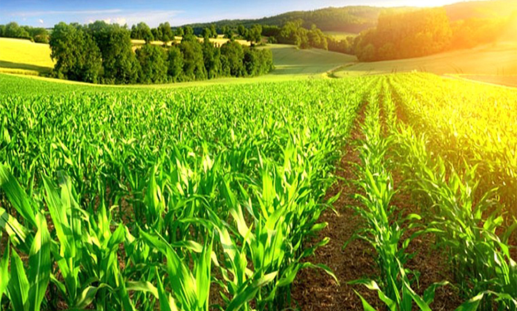 وزير الفلاحة والصيد البحري والتنمية القروية والمياه والغابات، السيد محمد صديقي يعطي انطلاقة الموسم الفلاحي بصفرو وزير الفلاحة والصيد البحري والتنمية القروية والمياه والغابات، السيد محمد صديقي يعطي انطلاقة الموسم الفلاحي بصفرو