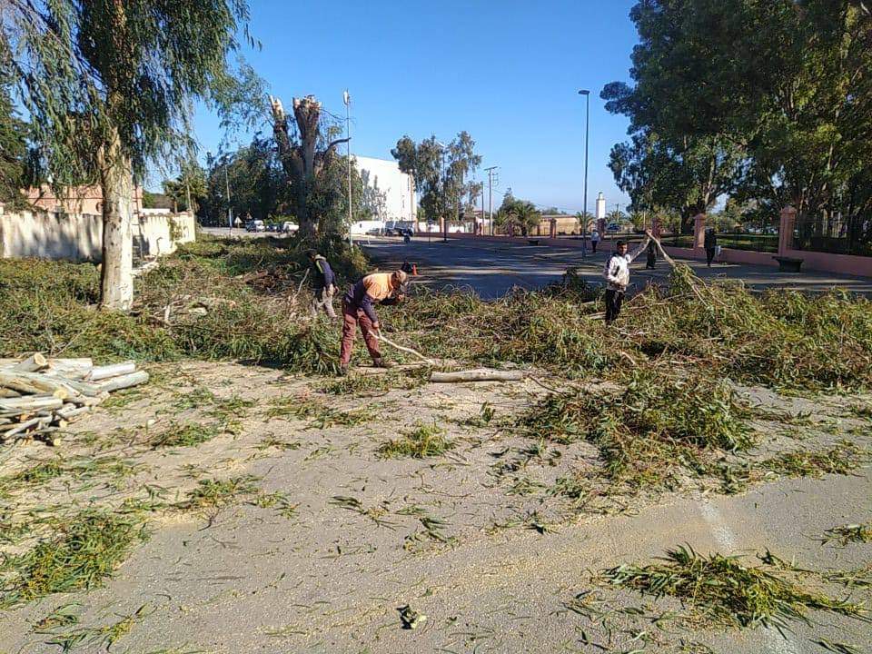 جماعة الخميسات تُطلق عملية تشذيب وتقليم الأشجار