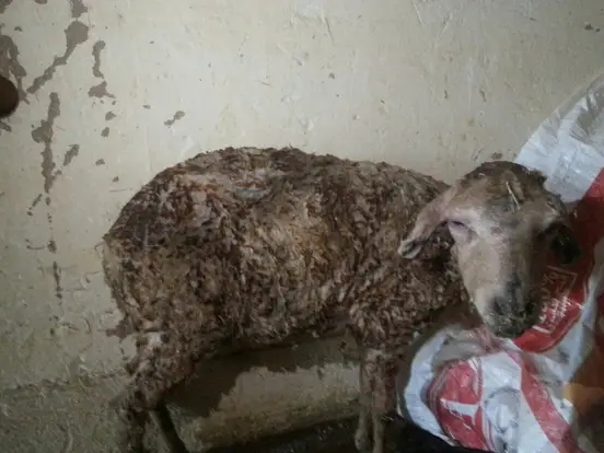 حرائق واحة زيز بين الأسباب والحلول، حرائق واحة زيز بين الأسباب والحلول،