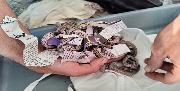 إحباط عملية محاولة تهريب عدد كبير من الزواحف بمطار مراكش-منارة إحباط عملية محاولة تهريب عدد كبير من الزواحف بمطار مراكش-منارة