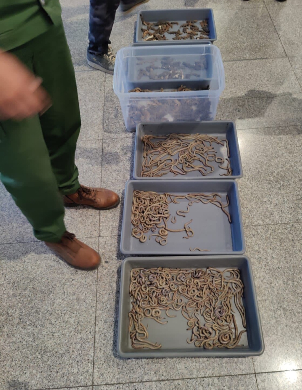 إحباط عملية محاولة تهريب عدد كبير من الزواحف بمطار مراكش-منارة