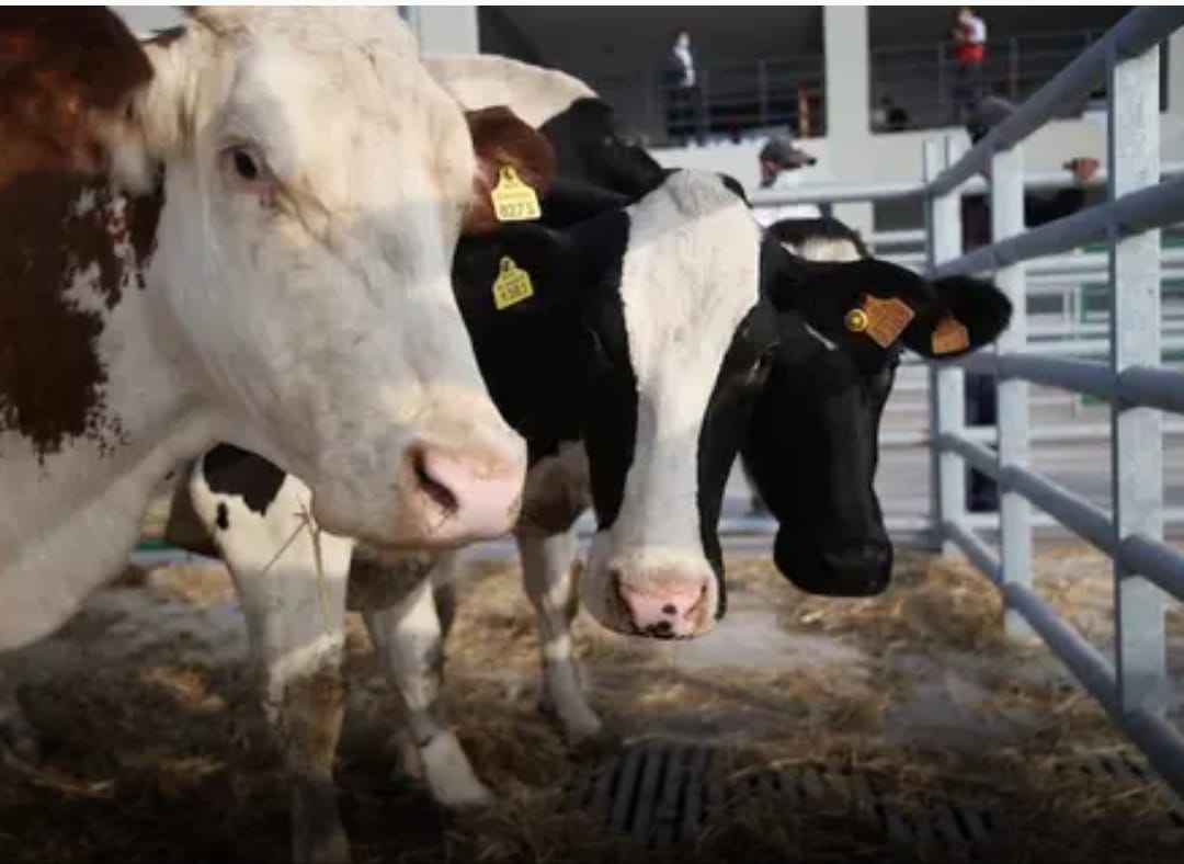 هذا ما أقرته الحكومة في شأن الرسوم المفروضة على الأبقار المستوردة