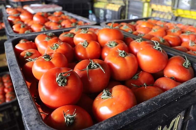 المغرب ينفتح على السوق الروسية ويرسل وفدا من المصدرين إلى موسكو