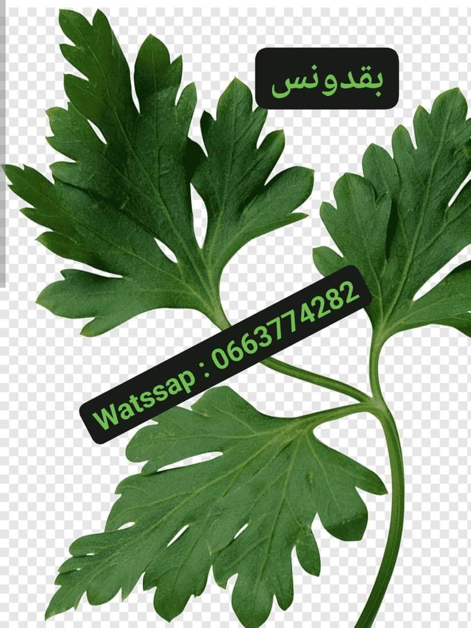 فوائد البقدونس فوائد البقدونس