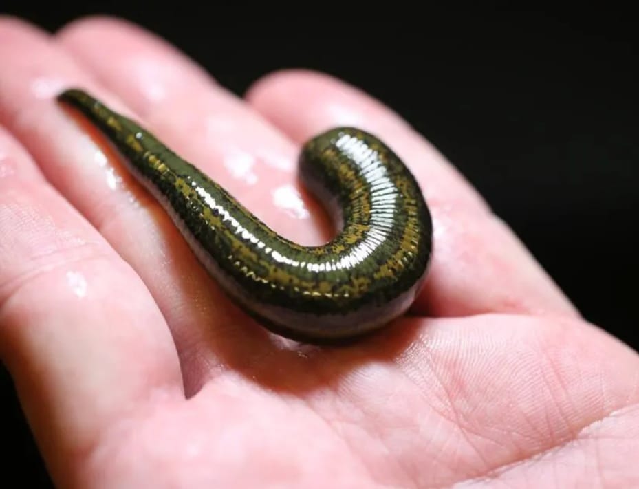 فوائد العلاج بدودة العلق النحاسية فوائد العلاج بدودة العلق النحاسية