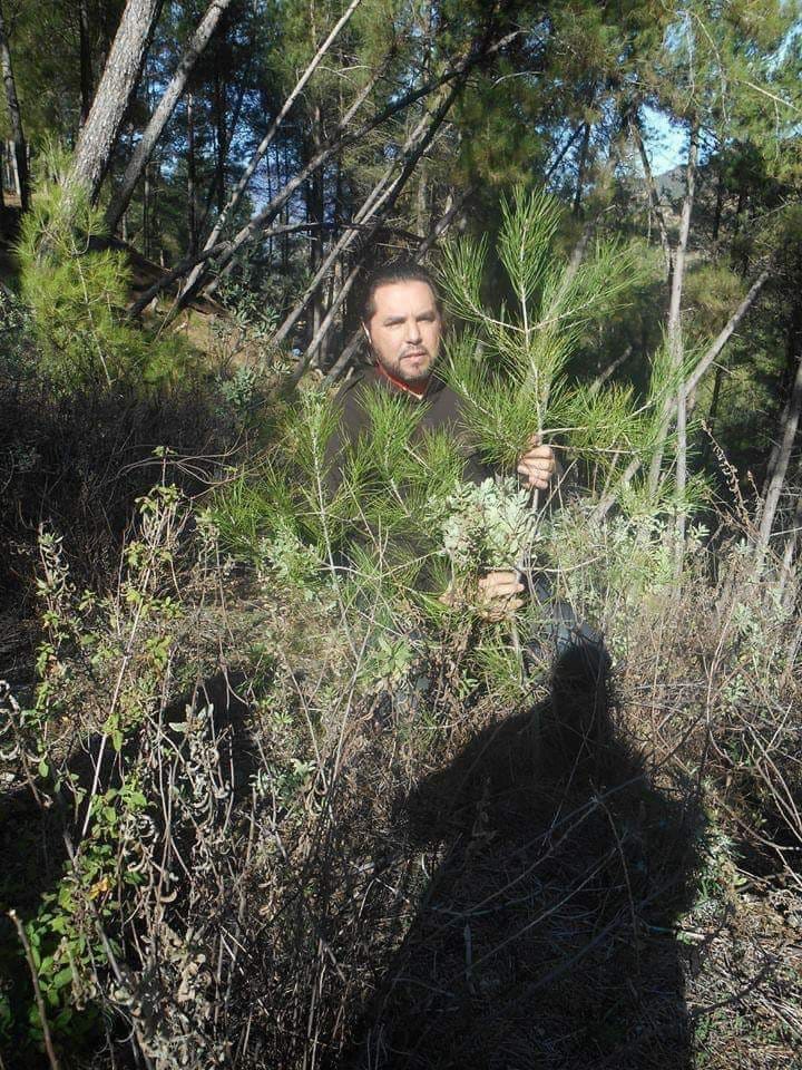 فوائد عشبة السرو فوائد عشبة السرو