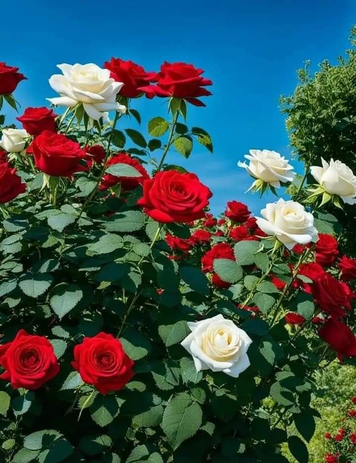 ما أشرقت في الكون حضارة إلا وكانت من ضياء المعلم