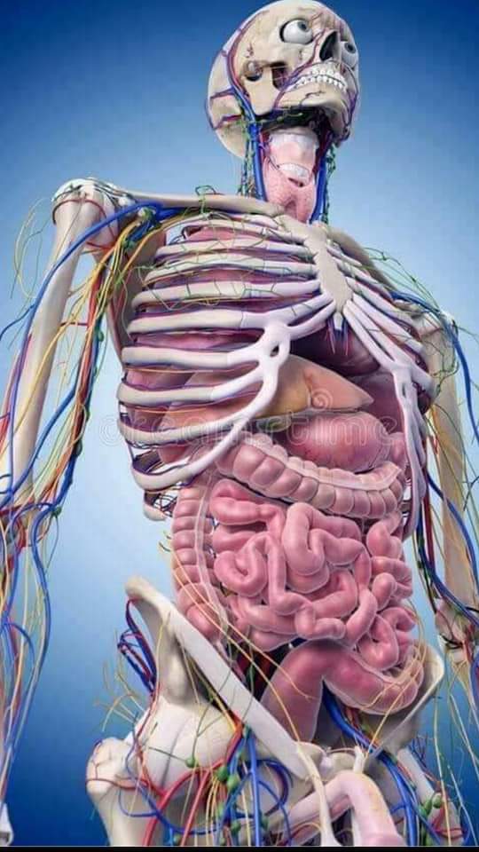 فقرات العمود الفقري و مدى ارتباطها بكل عضو في جسم الإنسان فقرات العمود الفقري و مدى ارتباطها بكل عضو في جسم الإنسان