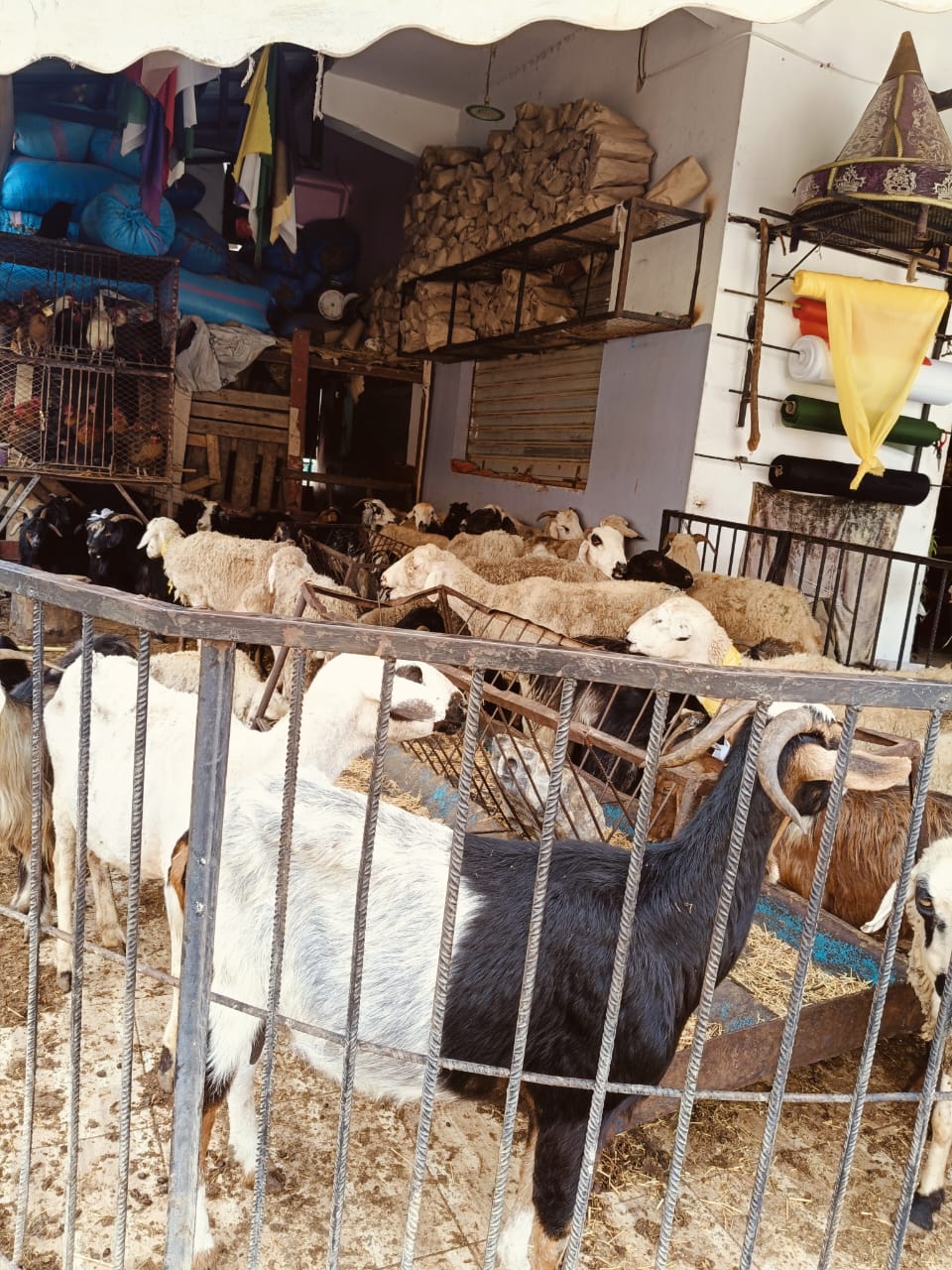 موسم سيدي علي بن حمدوش أكسجين إنعاش قرية بقاعدة جبل زرهون.