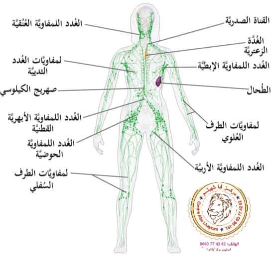 الجهاز اللمفي