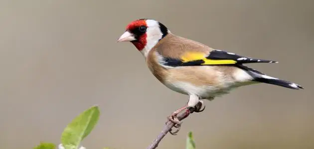 الوكالة الوطنية للمياه والغابات تعزز إجراءات محاربة الاتجار غير المشروع في طائر الحسون الوكالة الوطنية للمياه والغابات تعزز إجراءات محاربة الاتجار غير المشروع في طائر الحسون