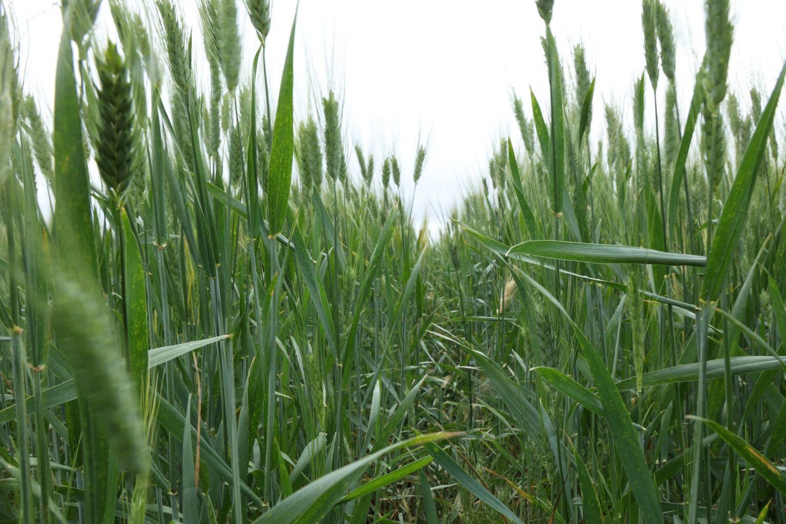 إقليم الرحامنة .. التساقطات المطرية الأخيرة تنعش آمال الفلاحين وتعزز الموارد المائية