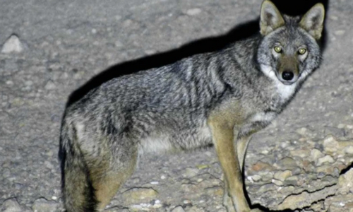 المنتزه الوطني للحسيمة .. الذئب الذهبي الإفريقي مفترس يضبط التوازن البيئي
