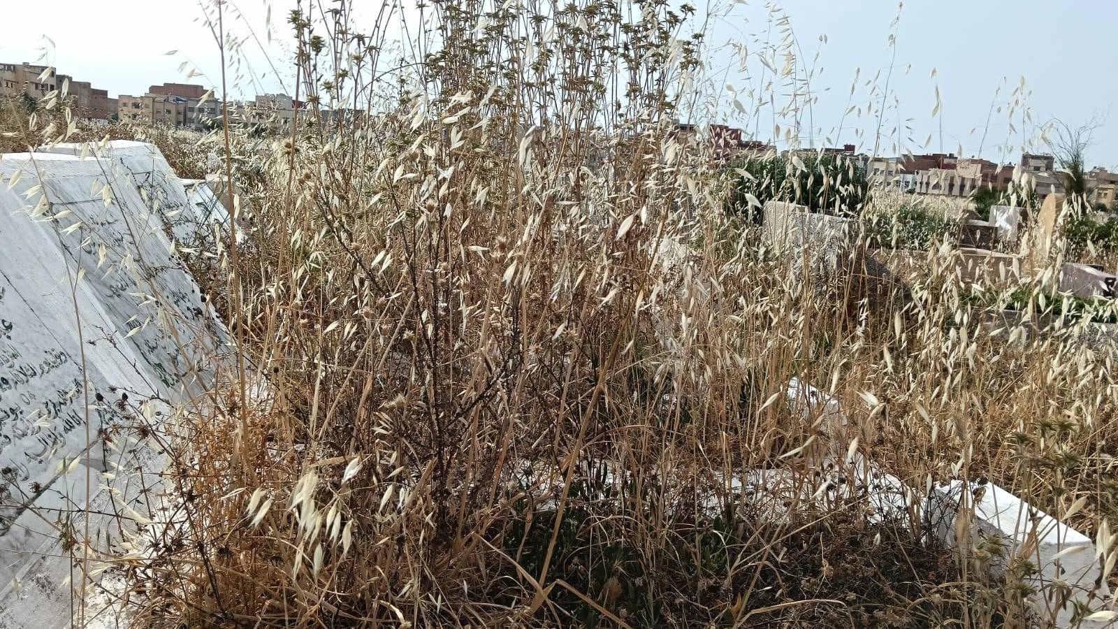 حي الزيتون: والتهميش والإهمال المزدوج الذي يصيب الأحياء والموتى.