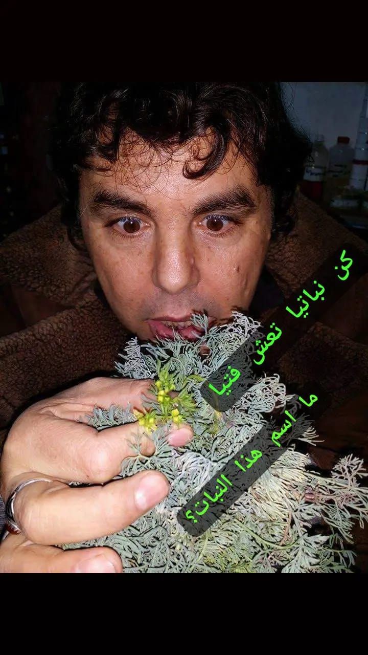 فوائد عشبة السذاب فوائد عشبة السذاب