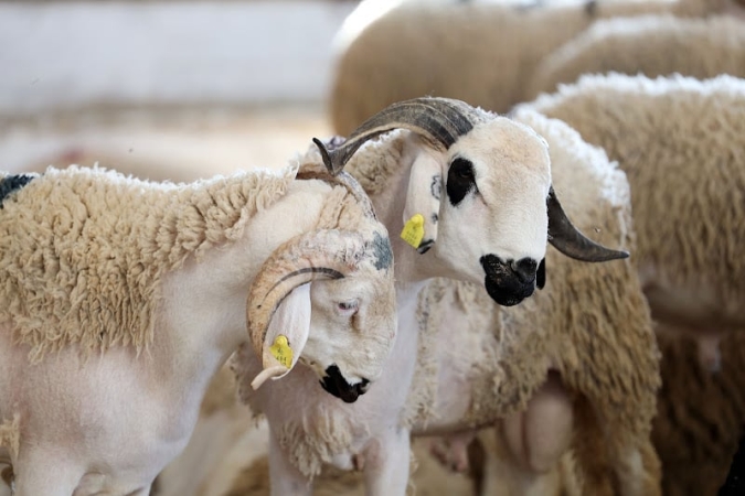 القطيع الوطني للماشية: إحصاء أزيد من 32,8 مليون رأس (وزارة) القطيع الوطني للماشية: إحصاء أزيد من 32,8 مليون رأس (وزارة)