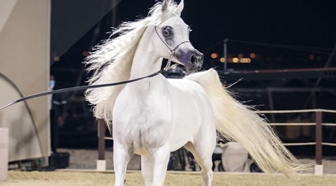 المحمدية تحتضن المسابقة الوطنية لمربي الخيول العربية الأصيلة يومي 6 و7 شتنبر المحمدية تحتضن المسابقة الوطنية لمربي الخيول العربية الأصيلة يومي 6 و7 شتنبر