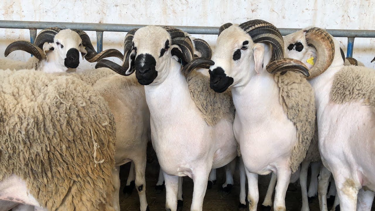 استكمال عملية ترقيم القطيع وصرف الشطر الأول من الدعم المباشر في إطار برنامج إعادة تكوين القطيع الوطني