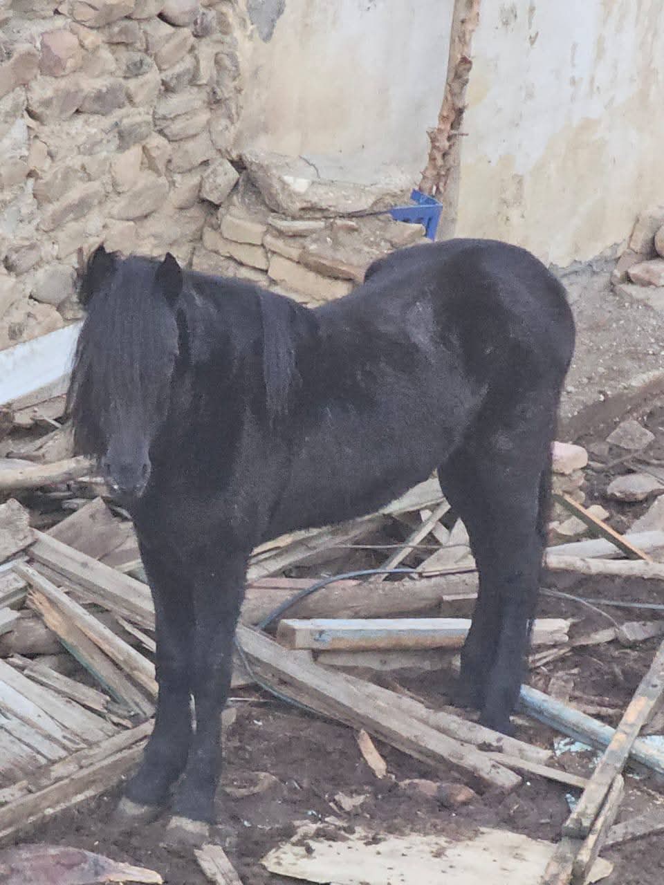 نداء إلى السلطات المحلية بترجيست: فرس مُعرّض للإهمال وسوء المعاملة يثير استياء الساكنة
