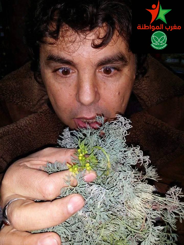 فوائد الشيبة فوائد الشيبة