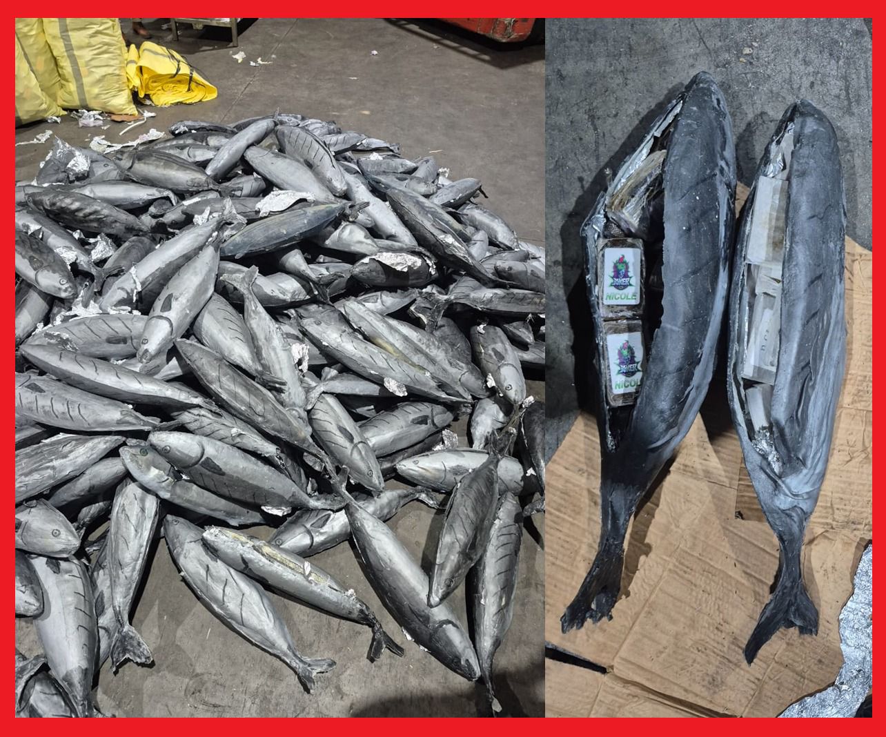 ميناء طنجة المتوسط.. إحباط محاولة تهريب كمية كبيرة من مخدر الشيرا داخل مجسمات للسمك المبرد