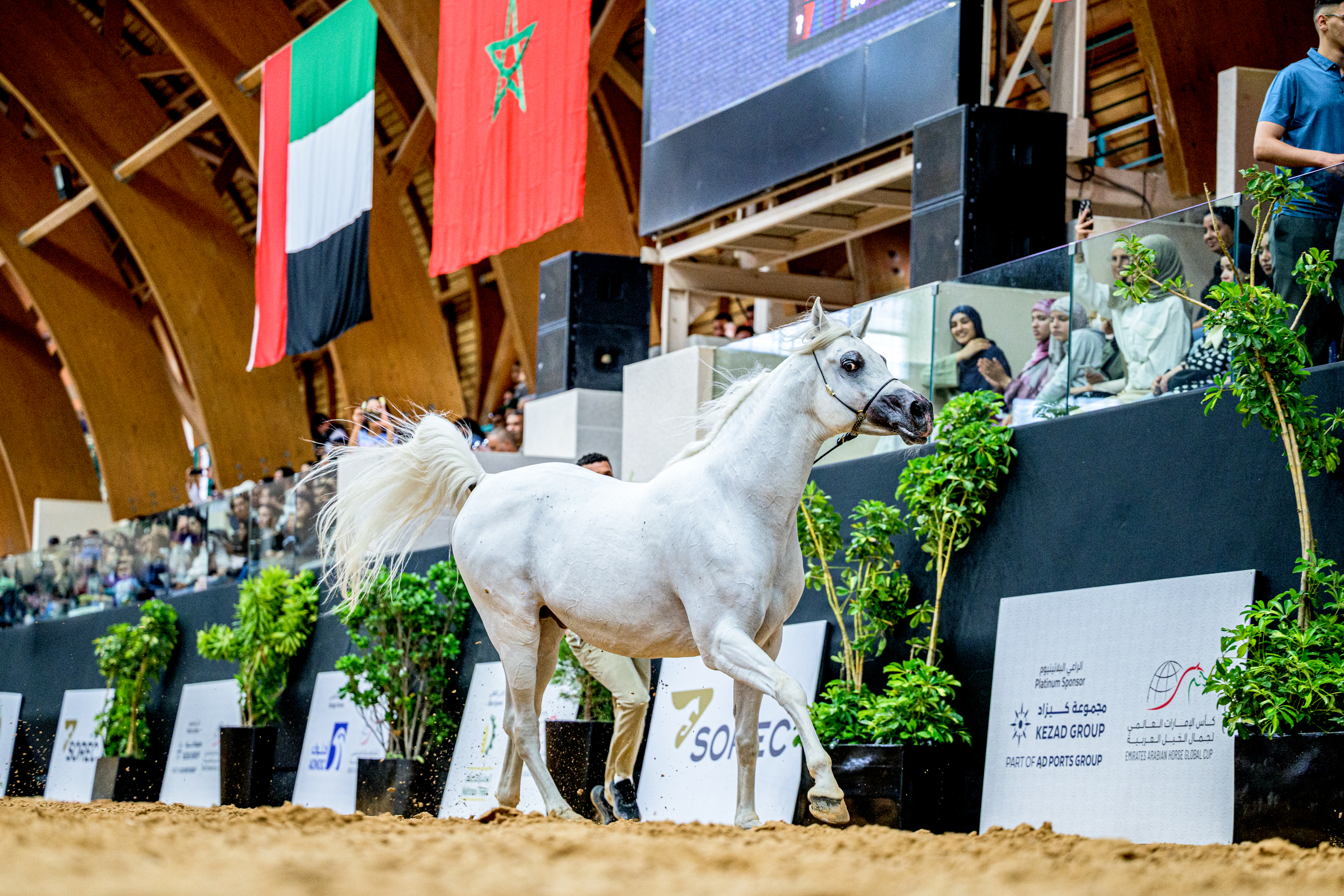 كأس الإمارات العالمي لجمال الخيل العربية - المغرب 2026 يختتم بالرباط دورة ناجحة كرست التميز الرياضي واستقطبت إقبالا جماهيريا لافتا